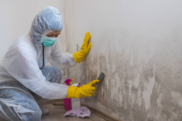 Best Attic Mold Remediation in Theresa, WI