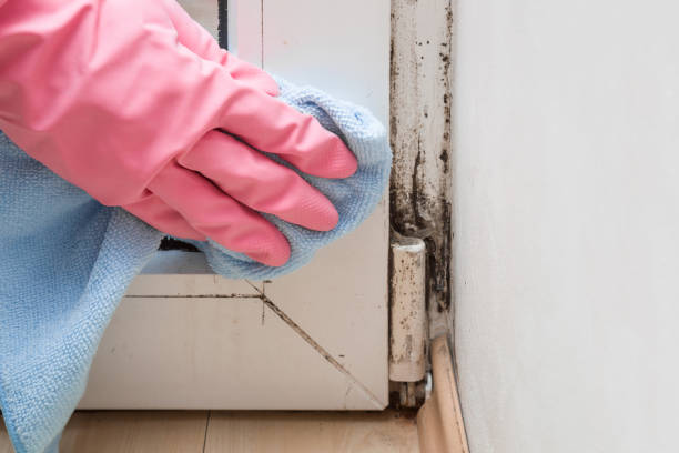 Best Commercial Mold Remediation in Theresa, WI